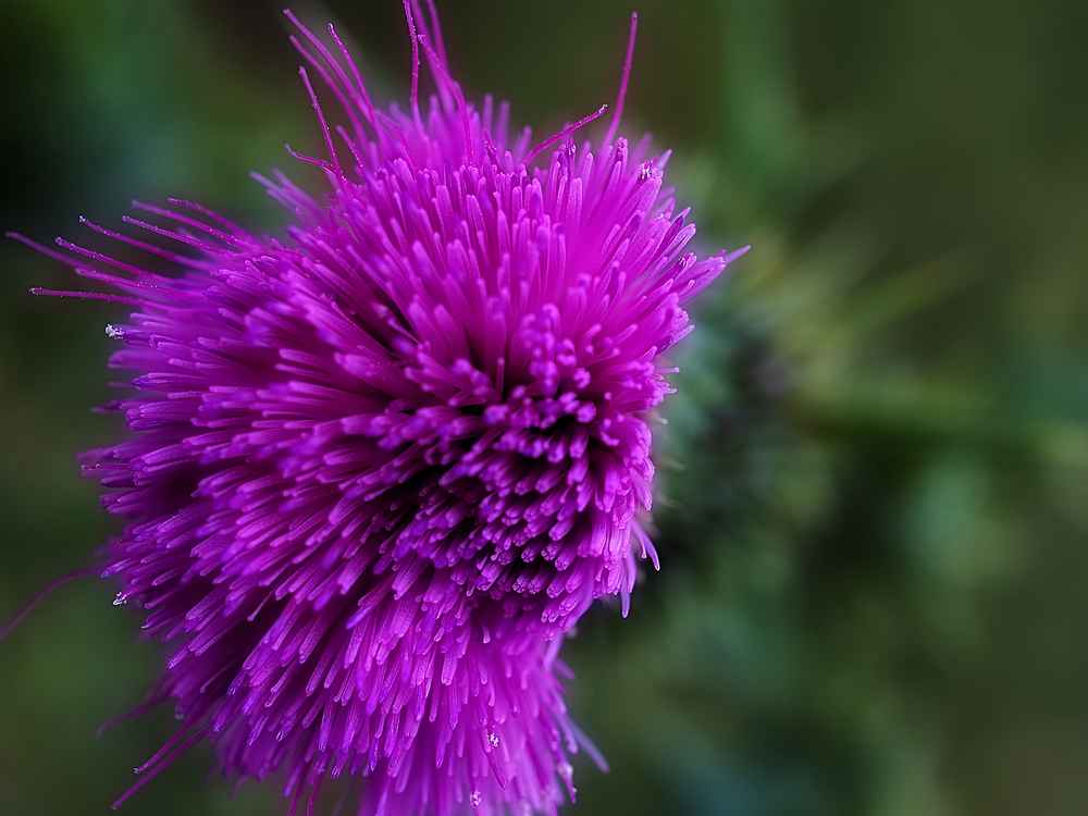 photo "Thistle head" tags: abstract, nature, flowers