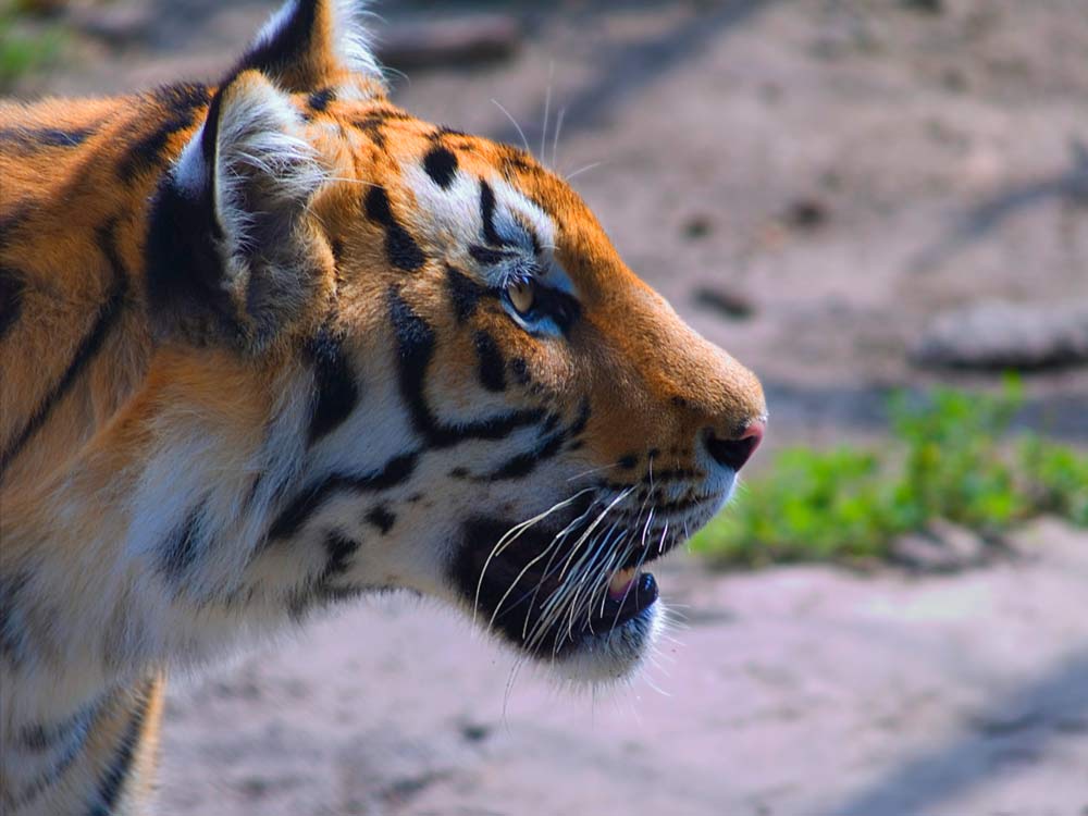 photo "Tiger" tags: nature, wild animals