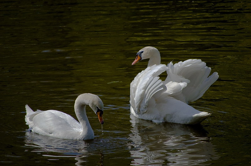 photo "***" tags: nature, wild animals