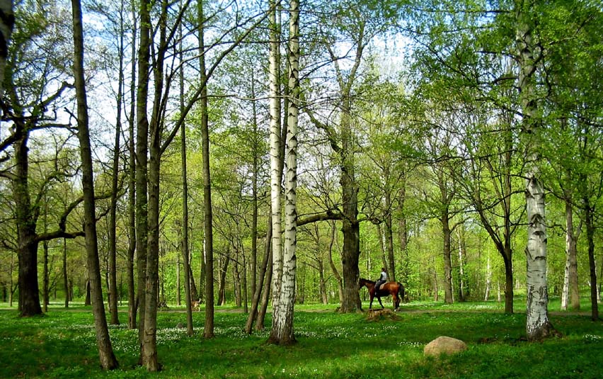 фото "Happy Birthday, Mircea!" метки: пейзаж, весна, лес