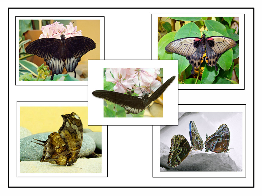 фото "Коллекция" метки: макро и крупный план, природа, насекомое