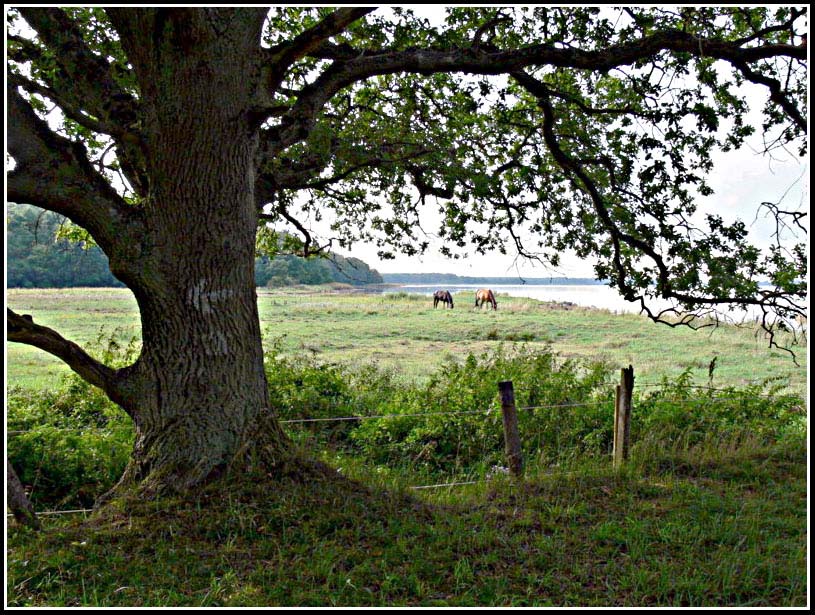 photo "***" tags: landscape, forest