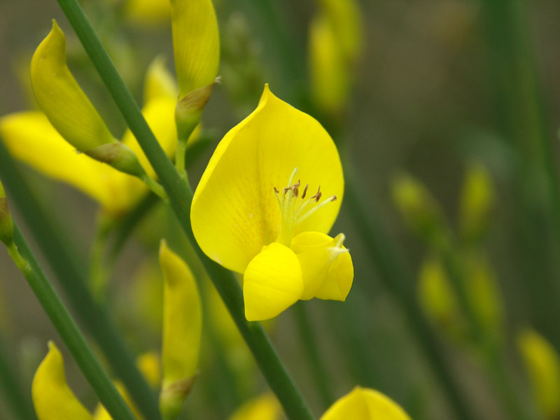 photo "***" tags: macro and close-up, nature, flowers