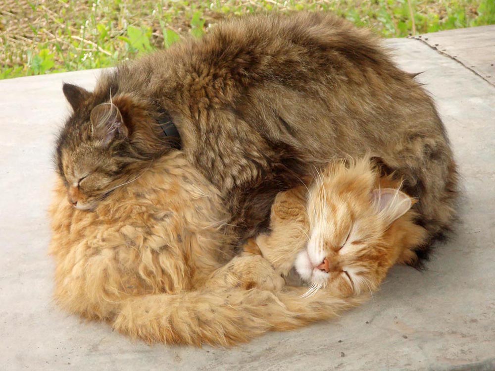 photo "***" tags: nature, pets/farm animals