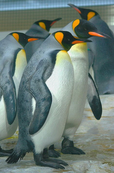 photo "Royal penguins" tags: nature, wild animals