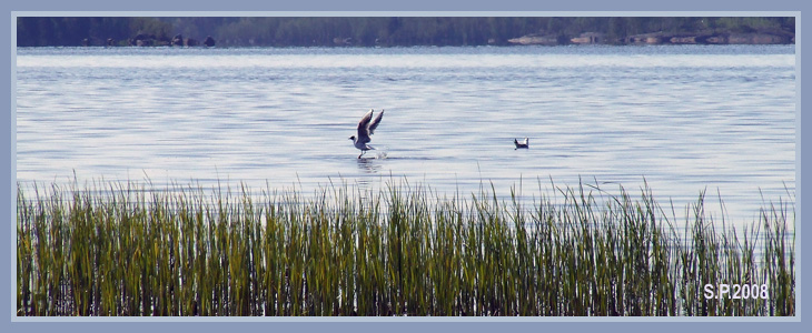 фото "Финский залив" метки: пейзаж, вода