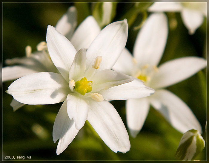 photo "***" tags: nature, macro and close-up, flowers