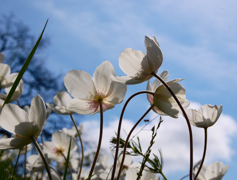 photo "***" tags: nature, flowers