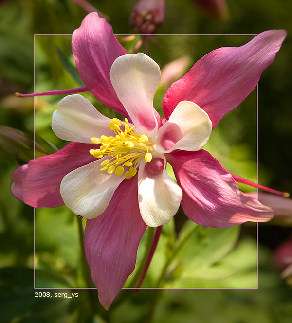 photo "***" tags: nature, macro and close-up, flowers