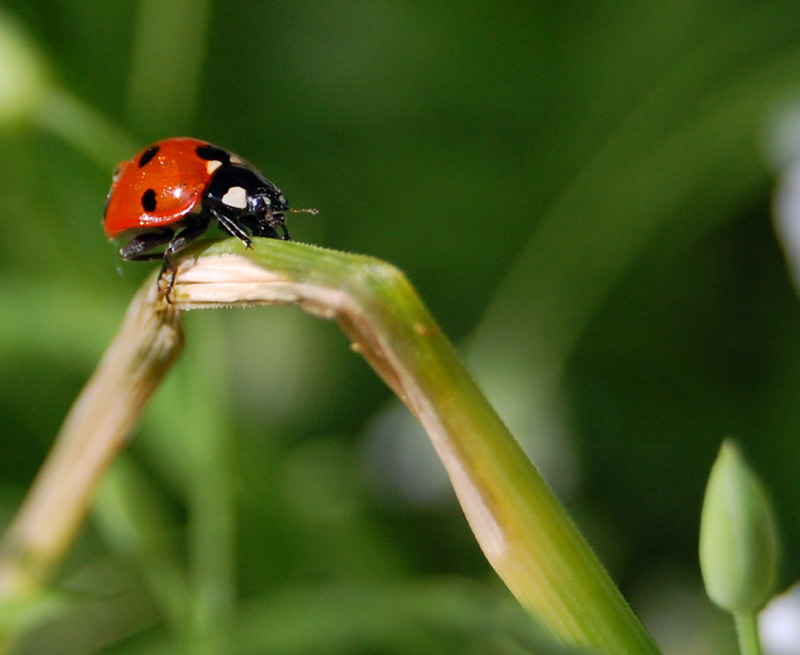 photo "***" tags: nature, insect