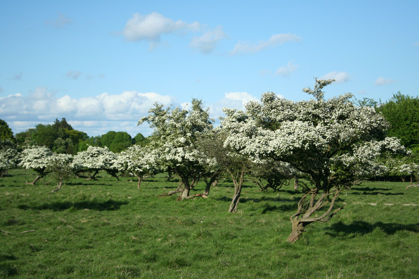 photo "Tooday" tags: landscape, spring, summer