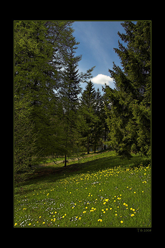 photo "spring_2" tags: landscape, forest, spring