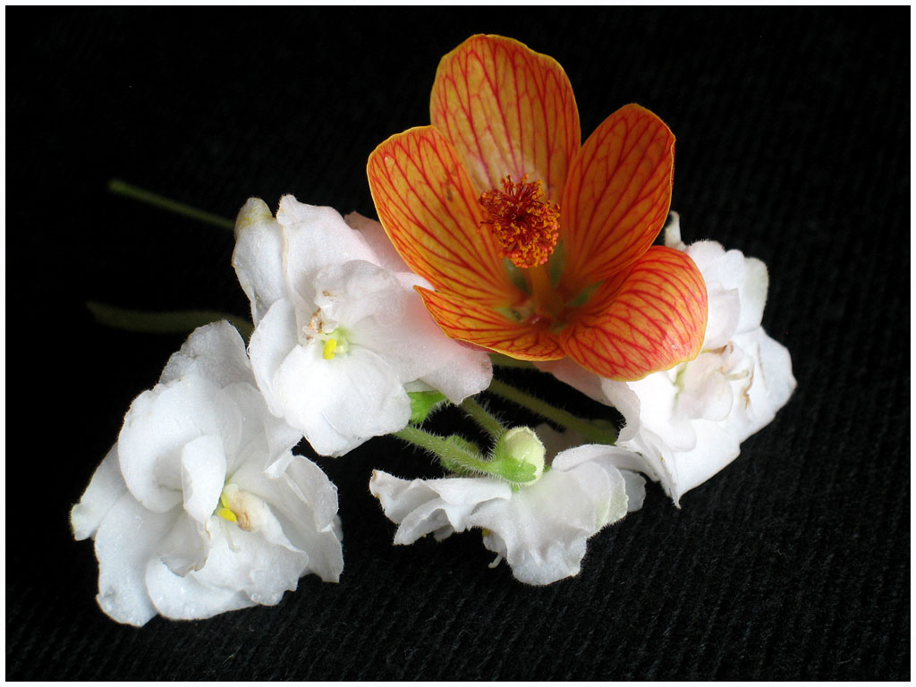 photo "Orange and white" tags: nature, macro and close-up, flowers