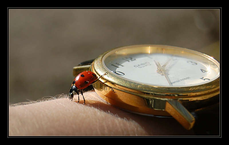 photo "***" tags: nature, macro and close-up, insect