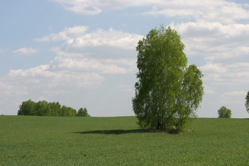 фото "Русское поле" метки: пейзаж, лето