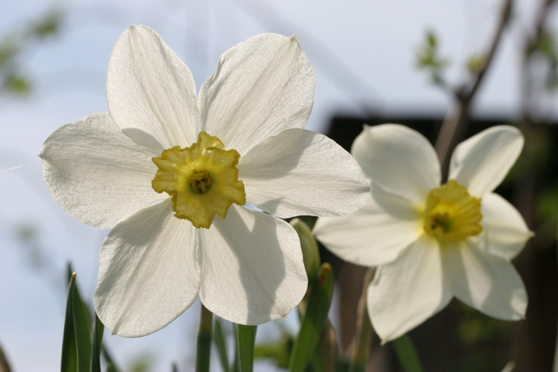 фото "Нарцисс" метки: природа, цветы