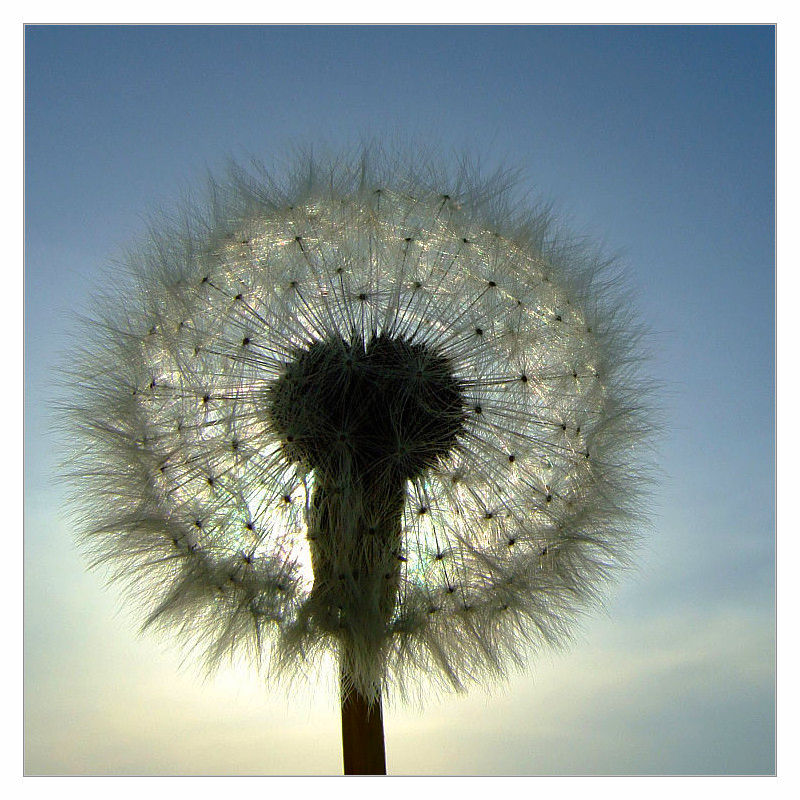 photo "contrejour" tags: nature, macro and close-up, flowers