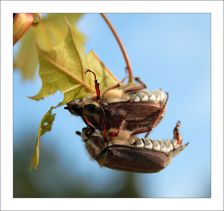 photo "Kamasutra" tags: macro and close-up, nature, insect