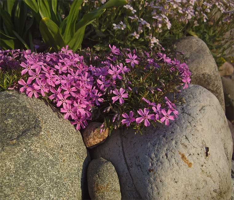 photo "***" tags: landscape, nature, flowers, spring