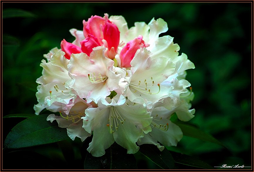 photo "i love flowers!" tags: nature, macro and close-up, flowers