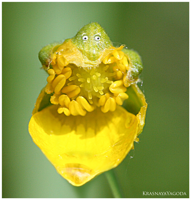 photo "Mine!" tags: macro and close-up, 