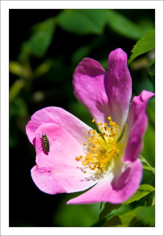 photo "Just a flower and a little bug" tags: nature, flowers, insect