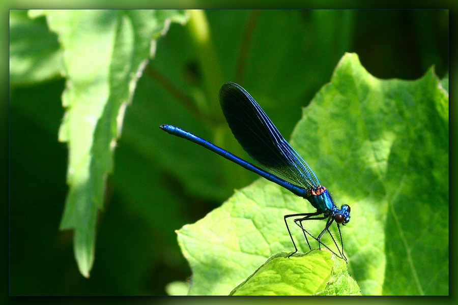 photo "***" tags: macro and close-up, nature, insect