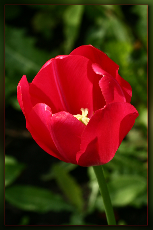 photo "***" tags: macro and close-up, nature, flowers