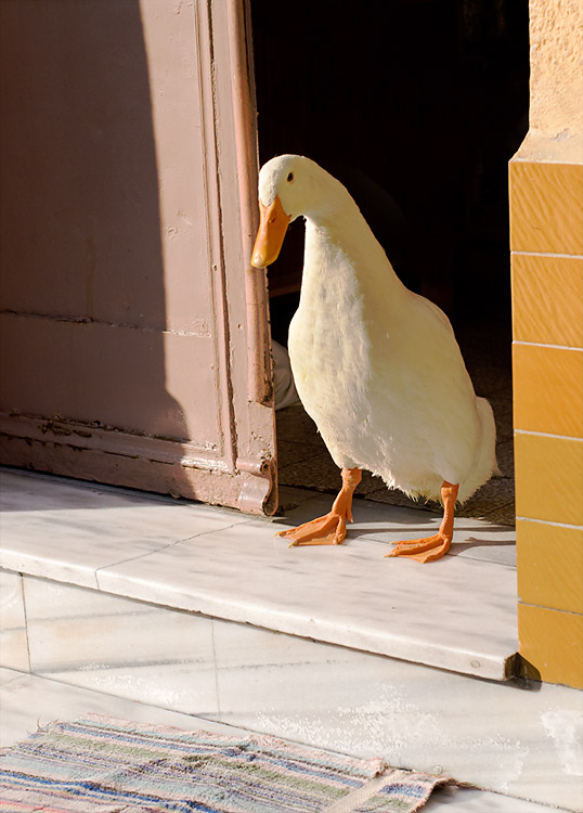 photo "Who's knocking?" tags: travel, nature, Asia, pets/farm animals