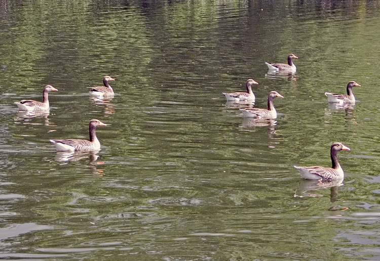 photo "Eight Ducks" tags: nature, pets/farm animals