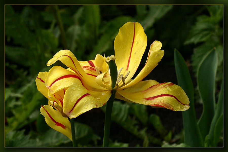 photo "***" tags: macro and close-up, nature, flowers