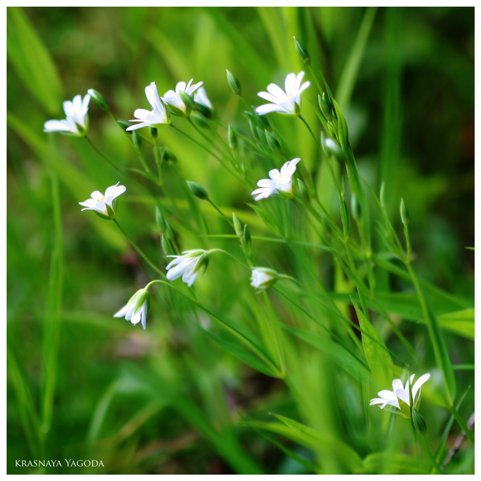 photo "Fresh" tags: nature, flowers