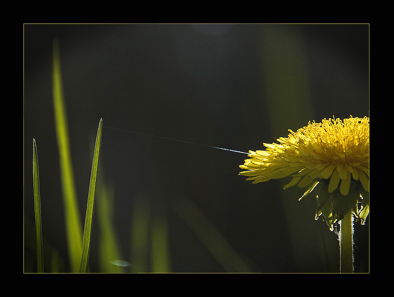 photo "The fragile relationship" tags: nature, flowers