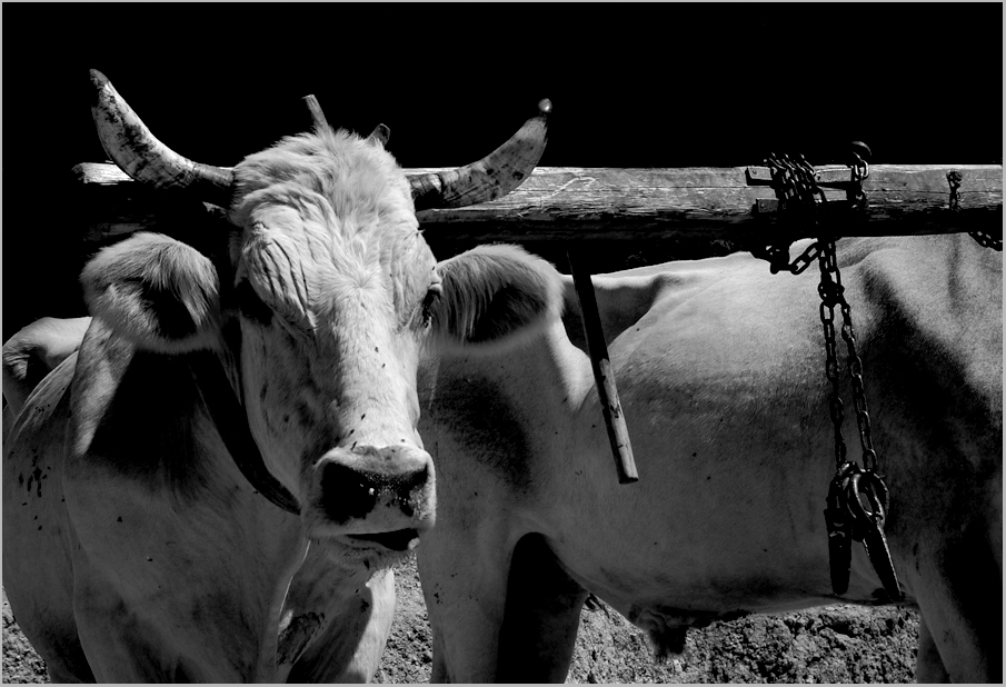 photo "Domesticated" tags: nature, pets/farm animals