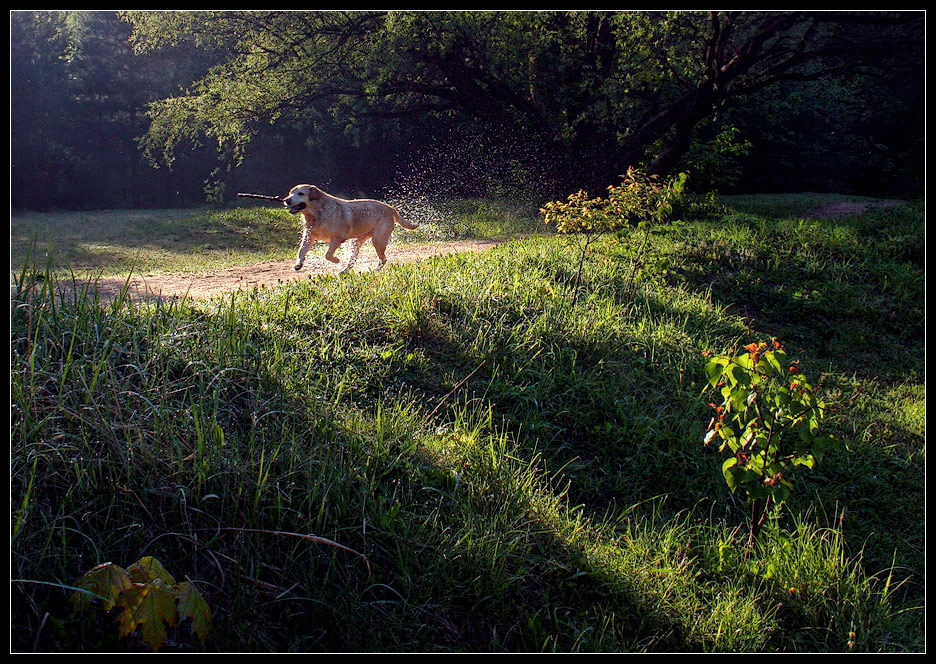 photo "Dog" tags: landscape, forest