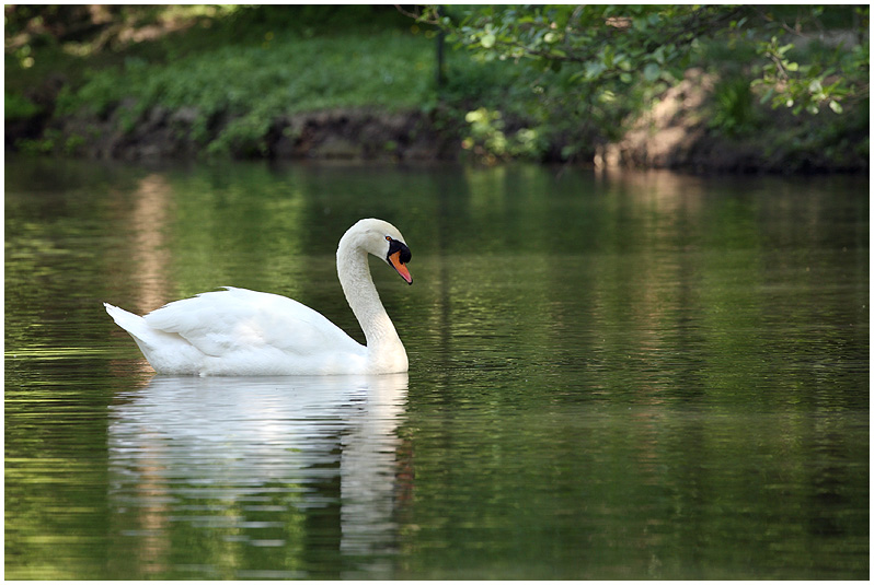 photo "***" tags: nature, travel, Europe, wild animals