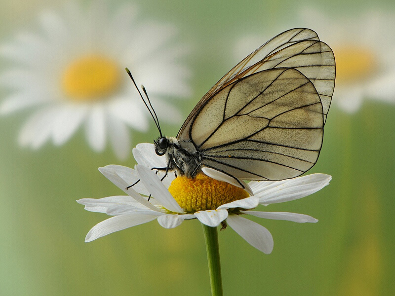 photo "***" tags: macro and close-up, 