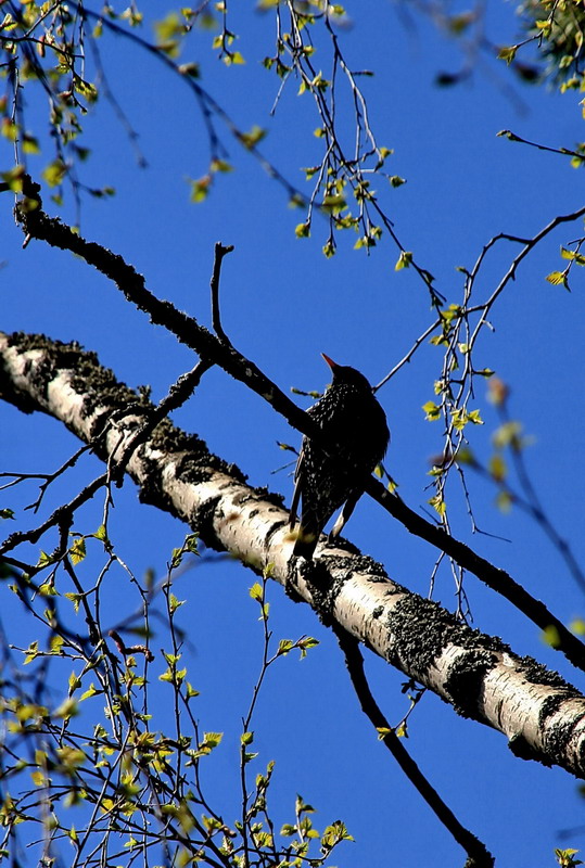 photo "***" tags: landscape, nature, spring, wild animals