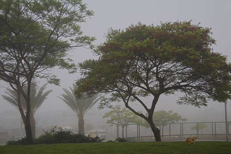 photo "Fog" tags: landscape, 