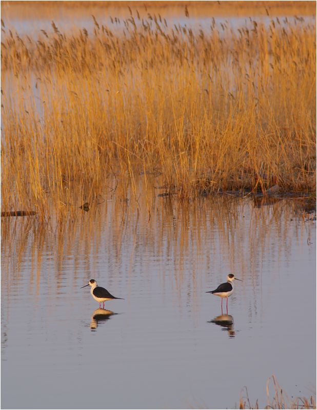 photo "***" tags: landscape, nature, water, wild animals