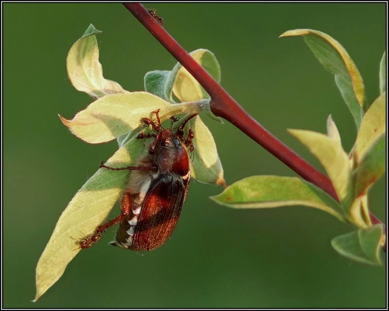 photo "Successful hunting" tags: macro and close-up, nature, insect