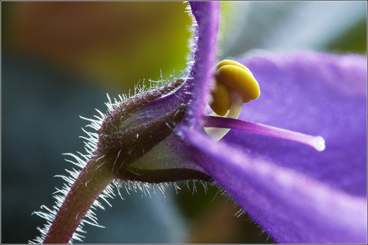 photo "***" tags: macro and close-up, nature, flowers