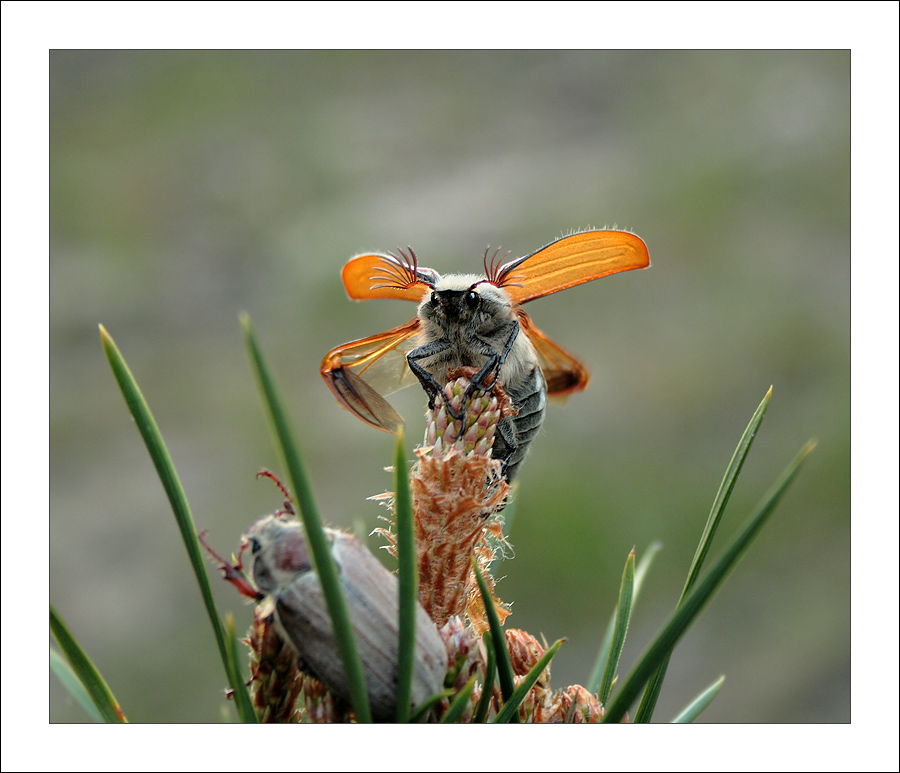 photo "* * *" tags: macro and close-up, nature, insect