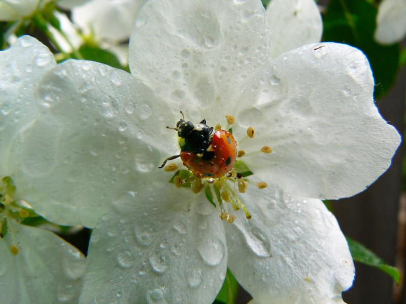 photo "***" tags: nature, macro and close-up, insect