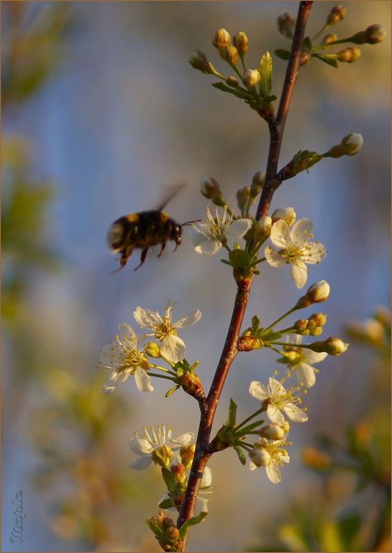 photo "***" tags: nature, flowers, insect