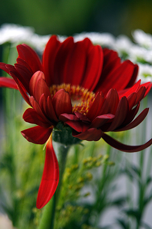 photo "shaggy-haired flower" tags: nature, flowers
