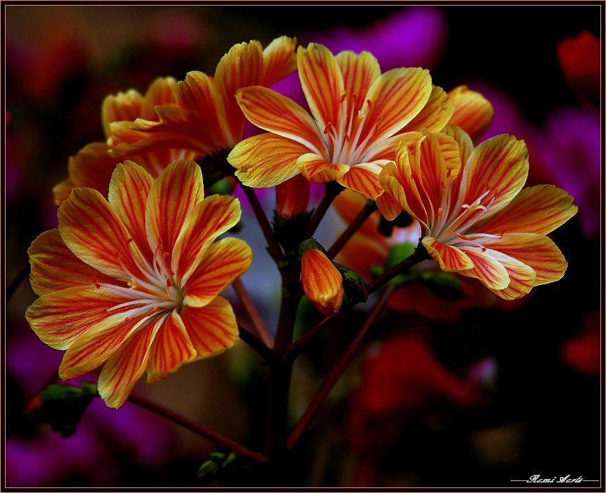 photo "good morning lovers" tags: nature, macro and close-up, flowers