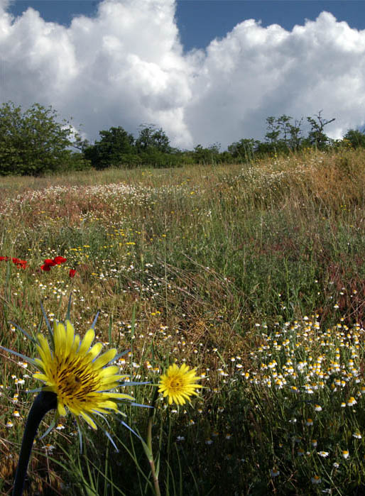 photo "***" tags: landscape, spring