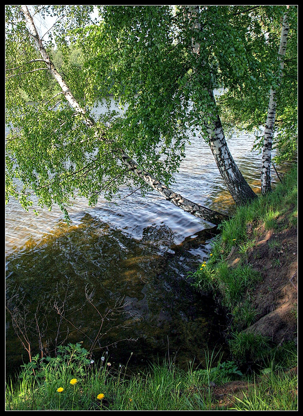 photo "birch over the water" tags: , 