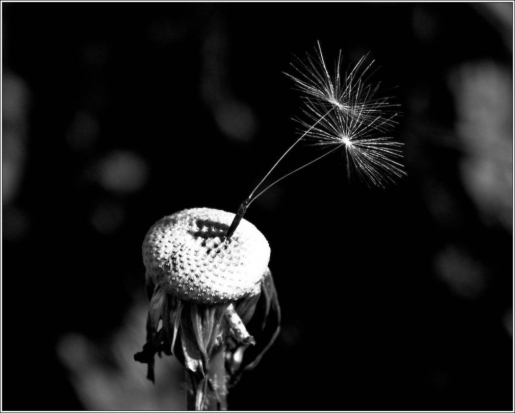 photo "Dandelion" tags: nature, black&white, flowers